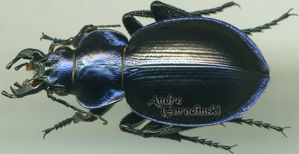 http://www.gorodinski.ru/carabidae/Callisthenes kuschakewitschi s.str.jpg